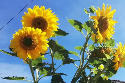 Suncokreti na plavom nebu