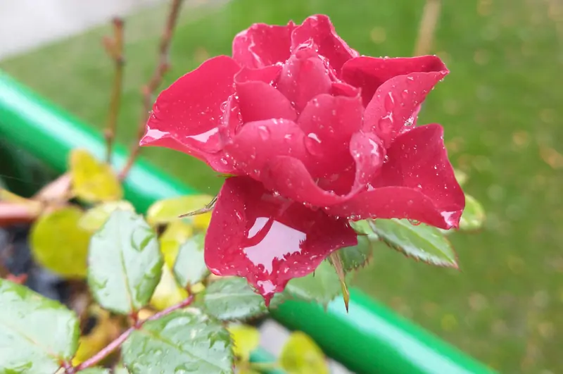 Ruža sa kapima rose