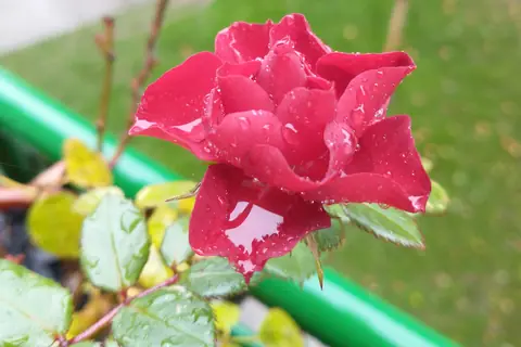 Ruža sa kapima rose